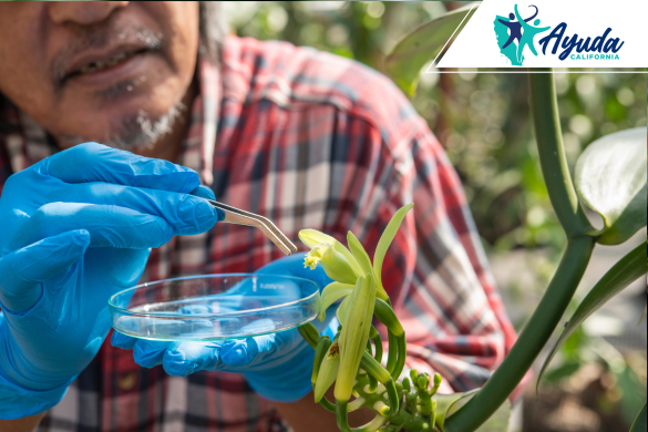Un trabajador agrícola con guantes de laboratorio manipula una flor en un entorno de investigación, simbolizando la importancia de la ciencia agrícola en California. La imagen refleja el impacto de los despidos masivos que afectan a científicos y trabajadores agrícolas, como reporta Ayuda Califor